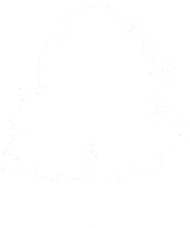 楓の木